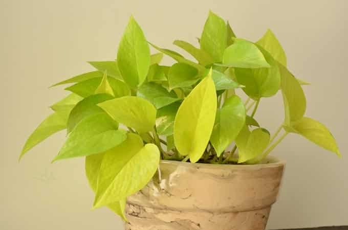Mua cây trầu bà vàng tại Hồ Chí Minh, giá 35.000đ/cây tại Cây Cảnh Việt