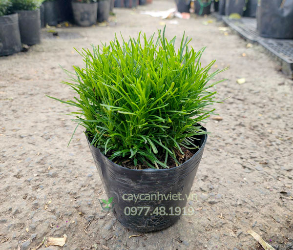 Cận cảnh lá và thân cỏ mây