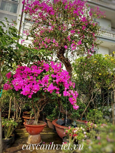 Cây bông giấy Mỹ dáng nhỏ, phù hợp không gian nhỏ