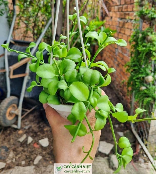 Cách đặt cây lan đô la ở nơi có ánh sáng tự nhiên, tránh nắng gắt