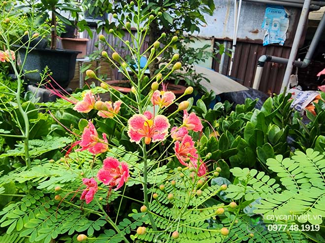 Cận cảnh chùm hoa Điệp Cúng đỏ vàng, cánh mỏng, nhị cong nhẹ