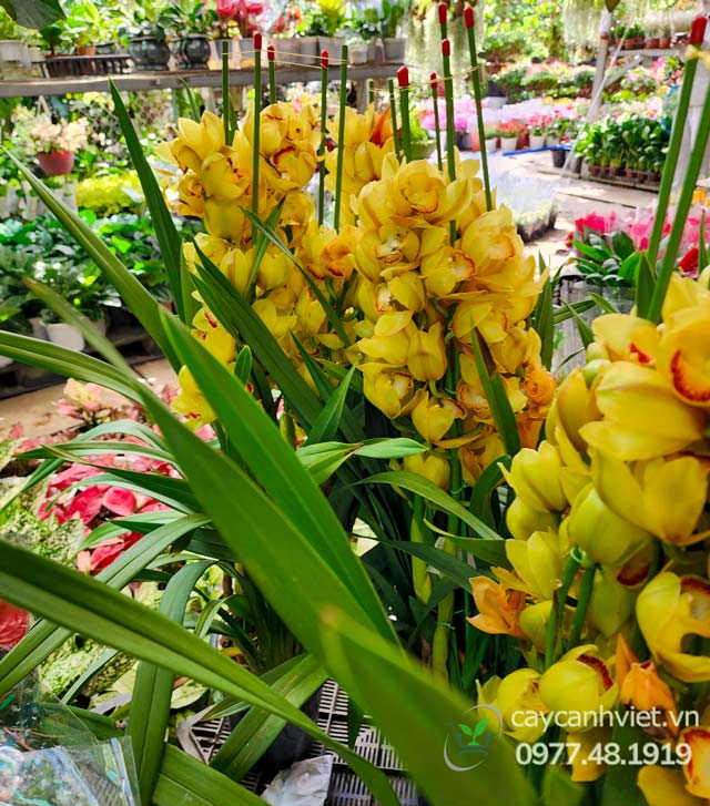 Ý nghĩa của Hoa Địa Lan Vàng trong văn hóa và phong thủy