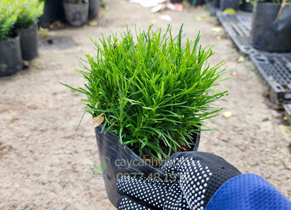 Cỏ mây trồng chậu phủ nền