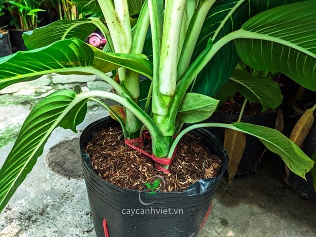 Tưới nước cho cây Oai Hùng, khoảng 2 ngày/lần để cây phát triển tốt