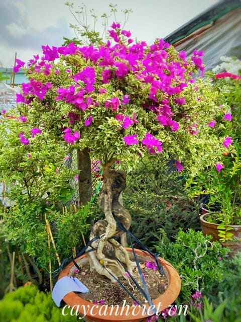 Cây bông giấy cẩm thạch với lá trắng xanh độc đáo