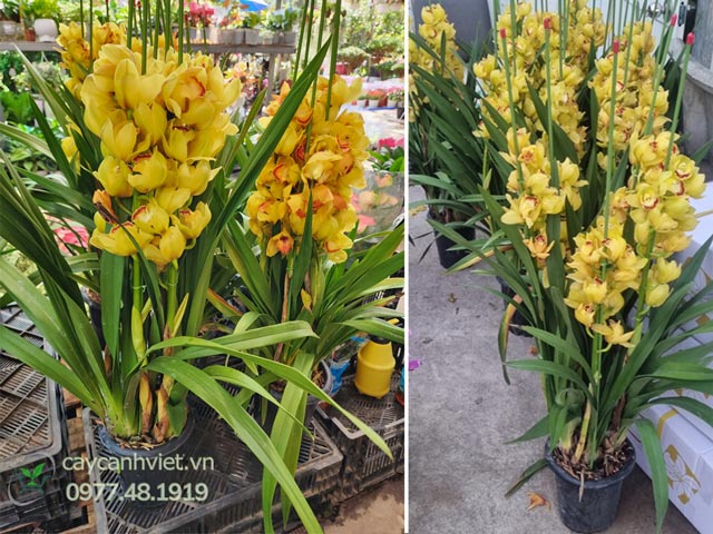 Mua Hoa Địa Lan Vàng chất lượng tại TP.HCM