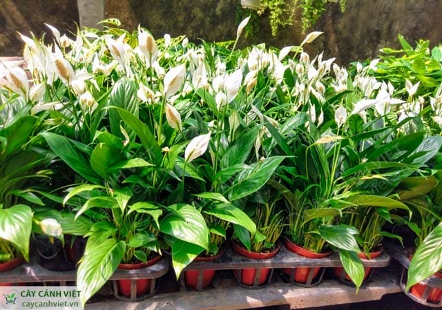 Cây Lan Ý số lượng lớn tại TP.HCM, cung cấp bởi Cây Cảnh Việt