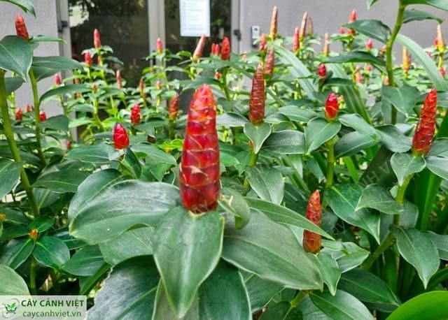 Cây phúc lộc thọ mang lại may mắn và tài lộc cho gia chủ