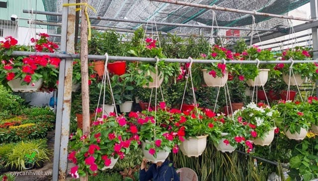 Cây dừa cạn hợp mệnh Thổ, mang lại tài lộc và may mắn