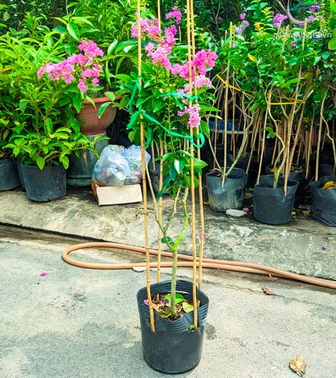 Cây Bằng Lăng Tím Thái 1.3-1.5m trang trí tại Cây Cảnh Việt