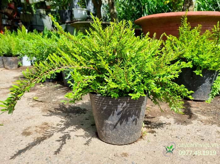Ý nghĩa phong thủy của cây Sơn Liễu Thái