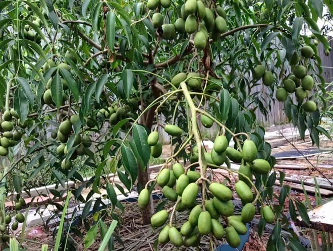 Kỹ thuật trồng cây cóc thái đơn giản, cho quả nhanh