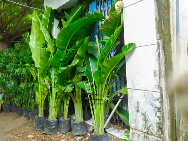 Tác dụng cây chuối rẻ quạt trong không gian sống