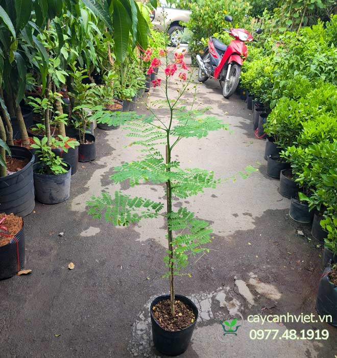 Cây Điệp Cúng cao 1–2m, lá xanh, hoa đỏ vàng nở đều