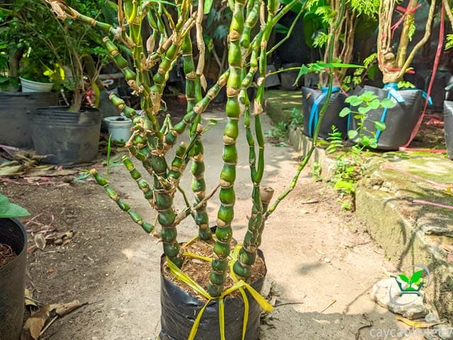 Cây Trúc Phật Bà hợp mệnh Mộc và Thủy