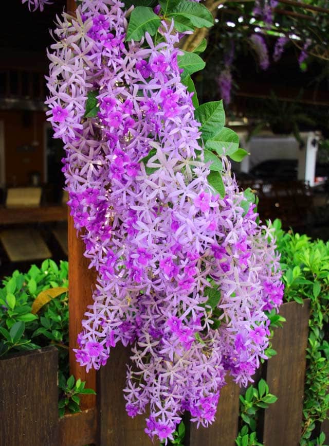 Cây hoa mai xanh Thái Lan tại Cây Cảnh Việt, Hồ Chí Minh