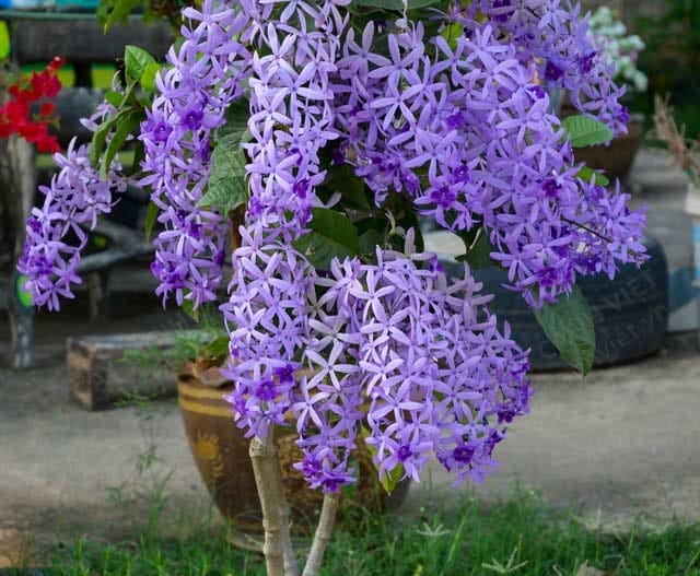 Cây mai xanh thái có hoa sau một năm trồng