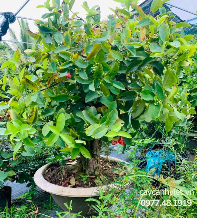 Mua Cây Mận Hoàng Yến bonsai đẹp, dáng chuẩn tại Cây Cảnh Việt