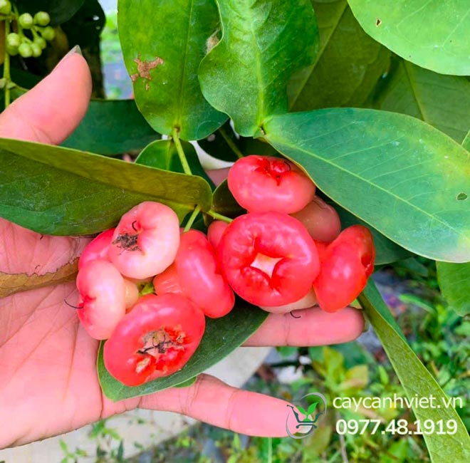 Giá Cây Mận Hoàng Yến phải chăng cho quả chín thơm ngon, mọng nước