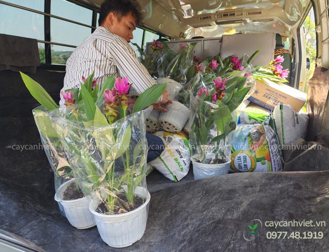 Nhân viên đang vận chuyển Cây Nghệ Lá Từ Cô lên xe giao hàng