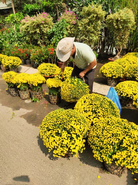 Hướng dẫn cách chăm sóc hoa cúc mâm xôi dịp Tết