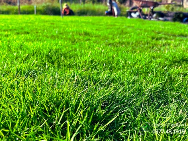 Thảm cỏ nhung nhật xanh mướt cho sân vườn