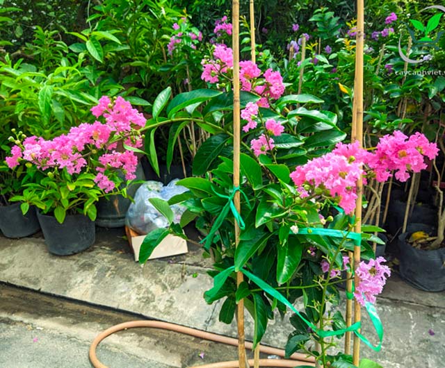 Cây Bằng Lăng Tím Thái trồng ven đường làm cây bóng mát