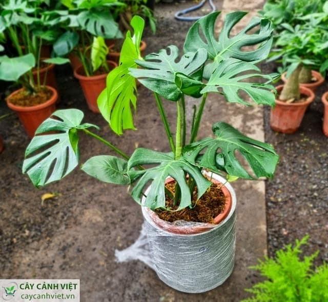cây trầu bà lá xẻ trồng trong chậu xi măng