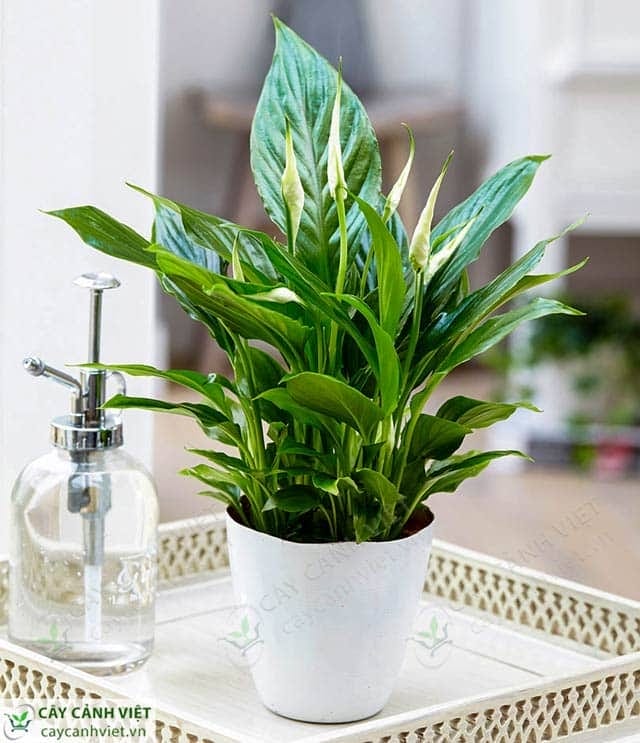 Đặc điểm của cây Lan Ý với thân cây cao, lá xanh bóng