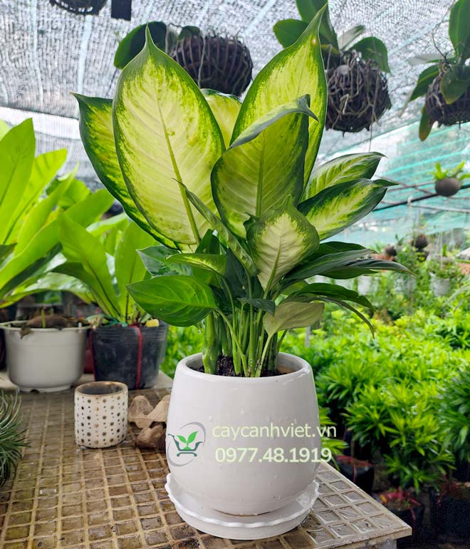 Cây Dạ Lan Thanh chậu sứ trắng tại cửa hàng Cây Cảnh Việt TP.HCM – lá xanh vàng nổi bật