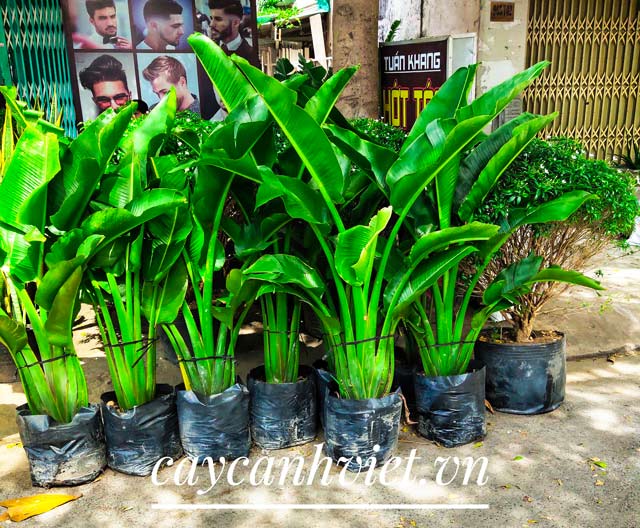Cây Chuối Rẻ Quạt mini chiều cao 0.7-1m