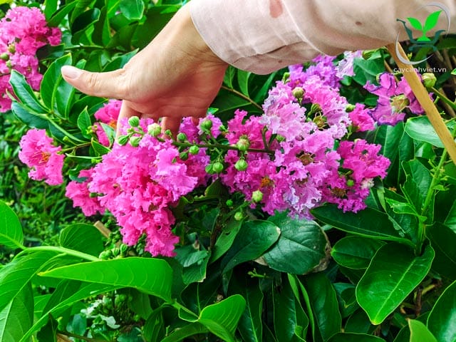 Hoa Bằng Lăng Tím Thái nở thành chùm, màu tím mộng mơ