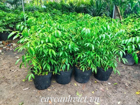 Mua cây giống cóc thái chất lượng, cho năng suất cao