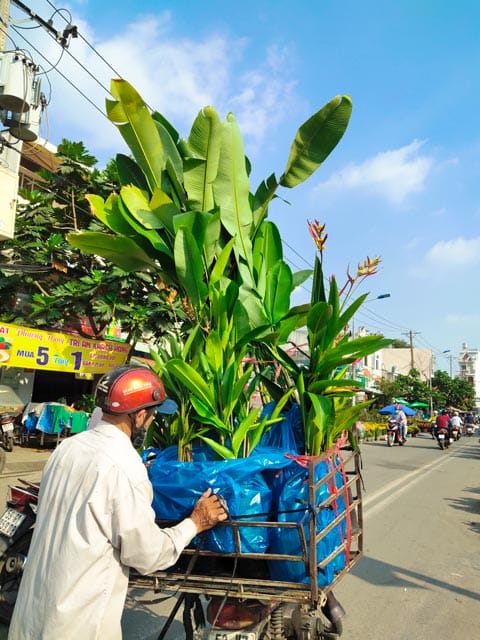 Dịch vụ giao hàng cây Chuối Rẻ Quạt tại Hồ Chí Minh