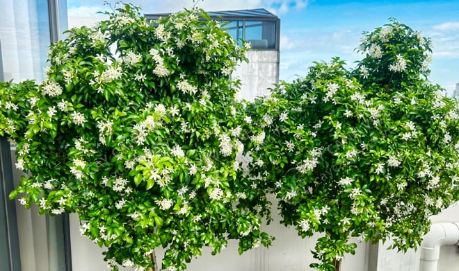 Lá và hoa cây nguyệt quế
