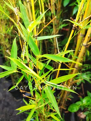 hình thái cây trúc anh tử