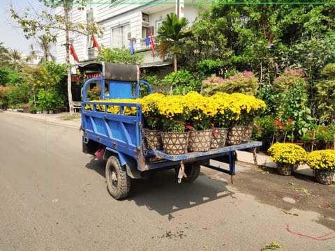 Chậu hoa cúc mâm xôi với nhiều kích cỡ và giá cả khác nhau