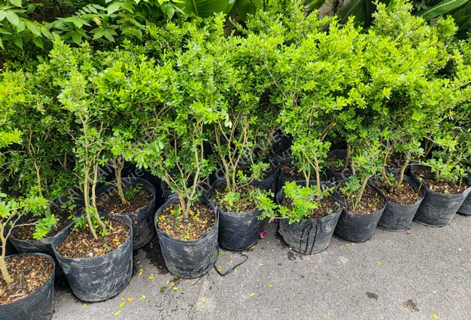 Lô cây linh sam thuần bầu sẵn hàng tại vườn