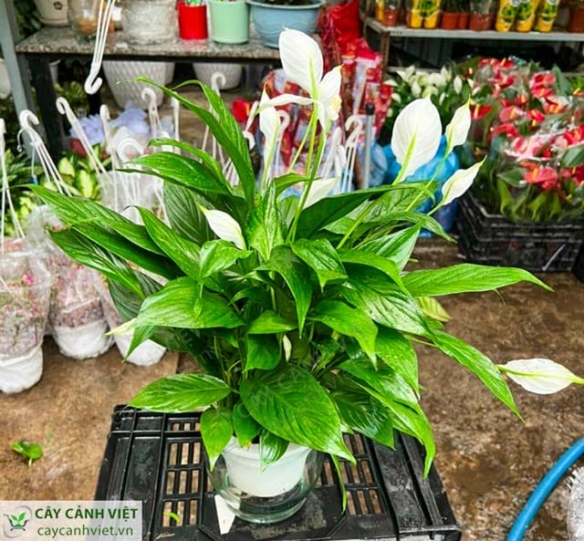 Cây Lan Ý với hoa trắng tinh khôi trong chậu trang trí nội thất