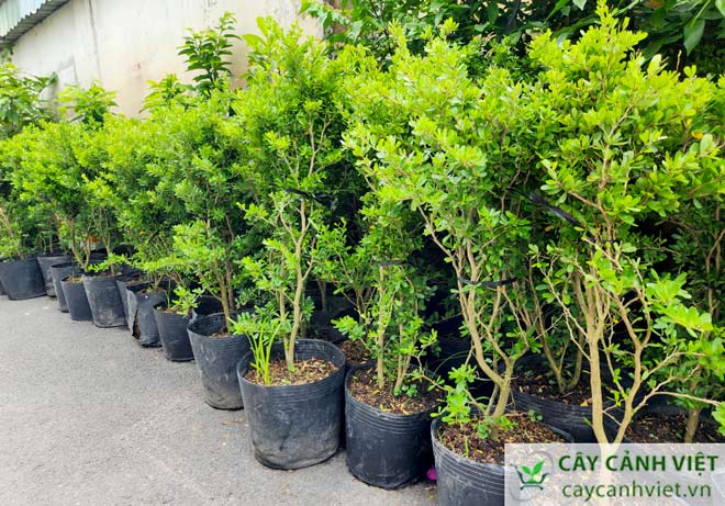 Vườn cây linh sam tại TP.HCM với số lượng lớn