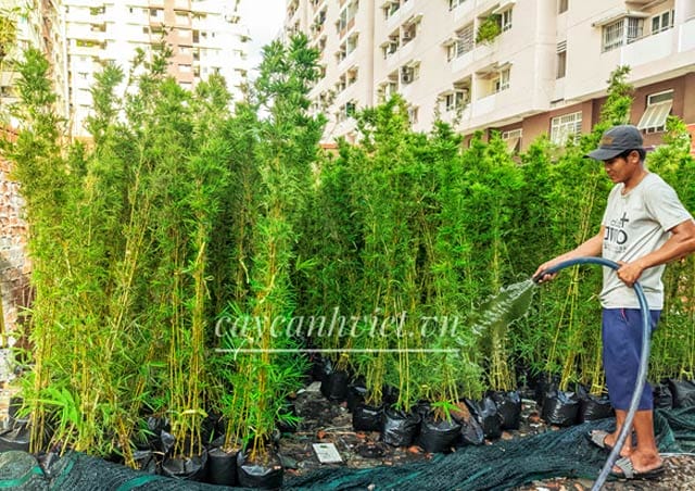 Cách chăm sóc cây trúc quân tử để phát triển tốt
