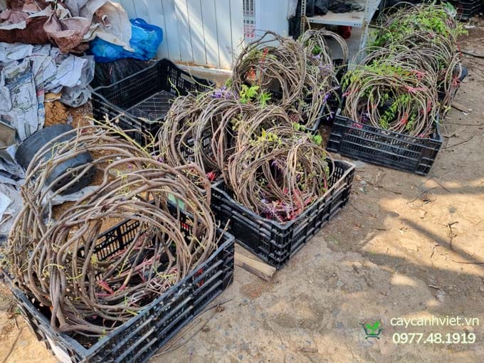 mua cây tử đằng thân gỗ