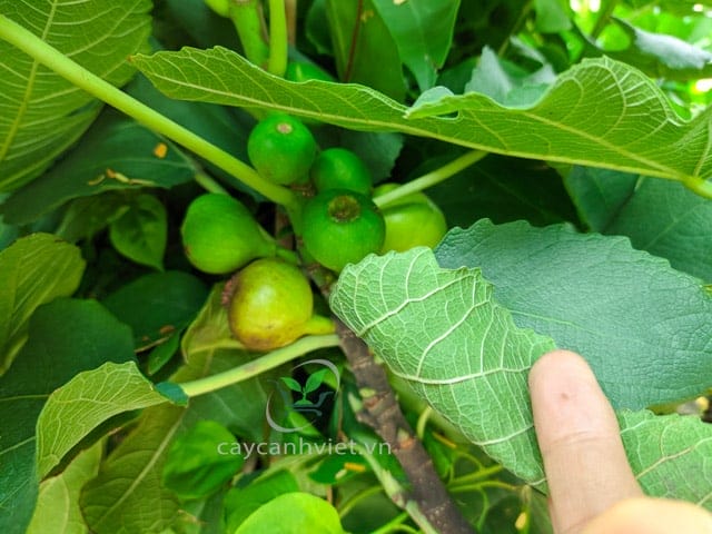Quả Sung Mỹ tím trồng chậu có vị ngọt