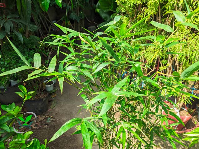 Lá cây Trúc Quan Âm mảnh và thanh tao