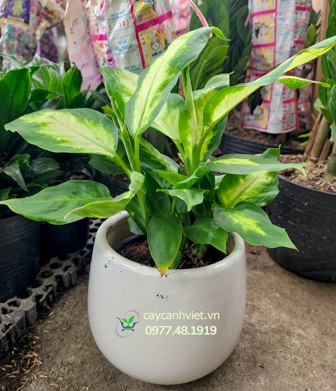 Mua cây Dạ Lan Thanh uy tín tại TP.HCM – Giao hàng toàn quốc