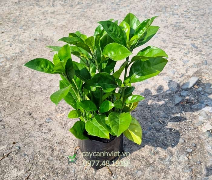 cây ắc ó giống cao 15-20cm