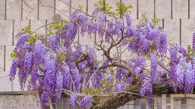 cách chăm sóc cây tử đằng