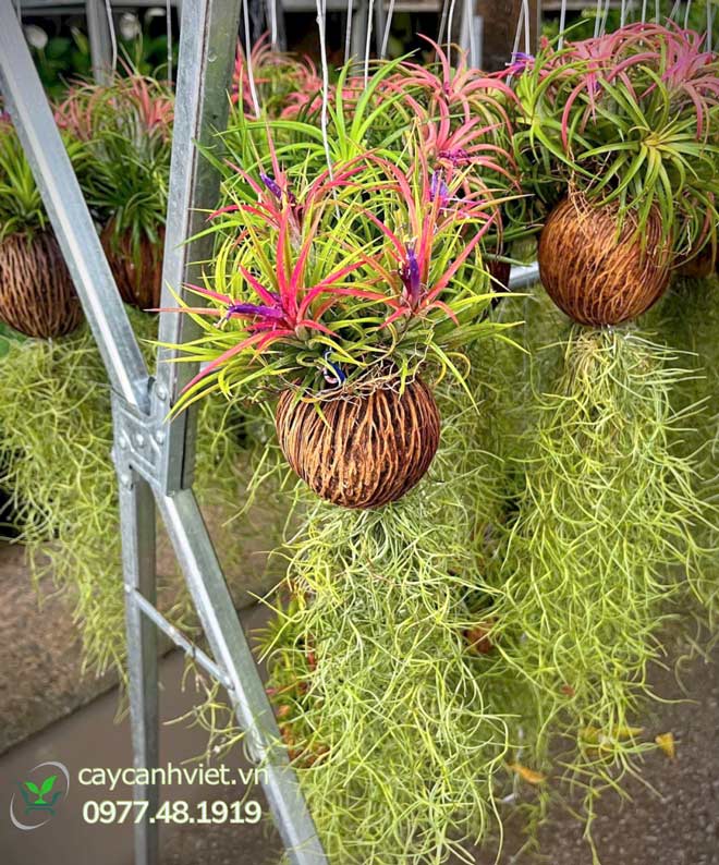 Combo 3 cây không khí Tillandsia đẹp, đa dạng kích thước, giao hàng TP.HCM.