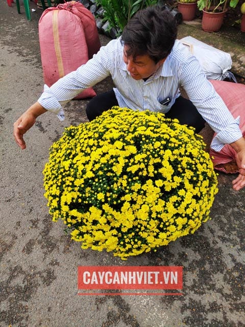 Cúc mâm xôi có hình vòm đặc trưng khi nở rộ