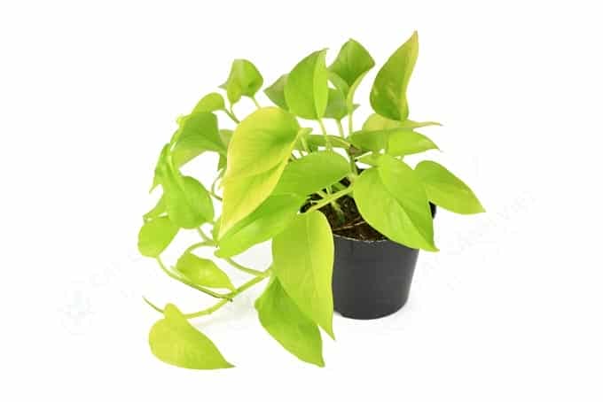 Tác dụng trồng công trình của trầu bà vàng lá dài